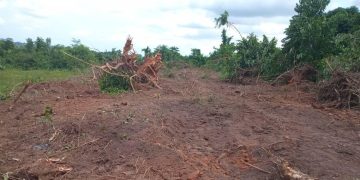 Illegal Grading Foiled in Kifu Forest Reserve: Tractor Impounded, Suspect Detained