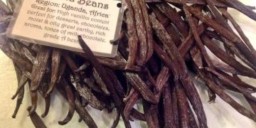 Uganda announces official vanilla harvest window for 2025/26 Season A