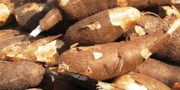 African Agribusiness Incubators Network, FAO, and MAAIF Unite to host Agrifood Investment and Financing Conference in Kampala