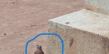 Police recovers explosive device at singer Alien Skin’s residence