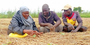 Climate-Smart Vegetable Seeds set to drive Smallholder Resilience in Sahel and West Africa