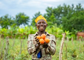 Youth Power in Agribusiness: Busoga Farmers Celebrate A Bumper Tomato Harvest, Eye Bigger Agribusiness Future
