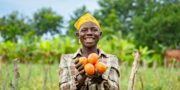 Youth Power in Agribusiness: Busoga Farmers Celebrate A Bumper Tomato Harvest, Eye Bigger Agribusiness Future