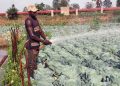 Agricultural Sector Players Embrace New World Bank USD $354M UCSATP Project