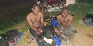 Two arrested over goat, cattle theft