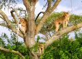 Lions Escape from Queen Elizabeth National Park –Livestock Loss Reported