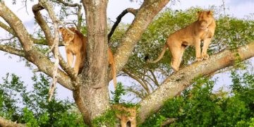 Lions Escape from Queen Elizabeth National Park –Livestock Loss Reported