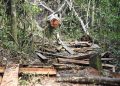 NFA, Entebbe leaders oppose Chinese Firm’s plan to build ‘Alternative City’ in Kitubulu Forest