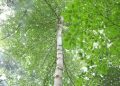 Uganda’s Forests Rebound as EU-Backed Sawlog Production Grant Scheme Transforms Commercial Forestry Sector