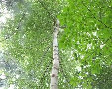 Uganda’s Forests Rebound as EU-Backed Sawlog Production Grant Scheme Transforms Commercial Forestry Sector