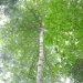 Uganda’s Forests Rebound as EU-Backed Sawlog Production Grant Scheme Transforms Commercial Forestry Sector