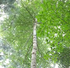 Uganda’s Forests Rebound as EU-Backed Sawlog Production Grant Scheme Transforms Commercial Forestry Sector