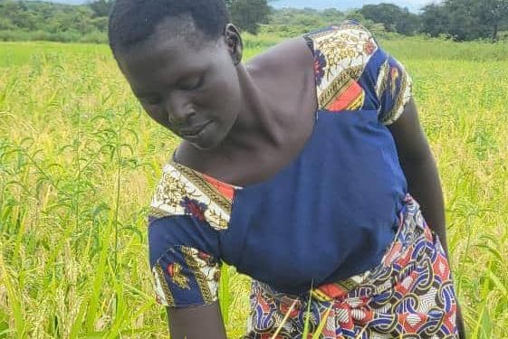 NEMA Sadiya, a refugee farmer showing Nerica4 rice which is ready for harvest