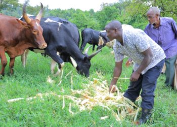 Heifer transforms livelihoods in Nakaseke