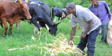 Heifer transforms livelihoods in Nakaseke