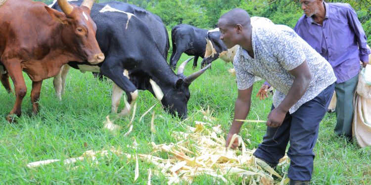 Cattle feed on improved grass varieties that were provided by the DREEM project to Kassie residents. Credit: Heifer International Uganda