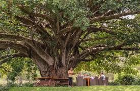 Some Fig Trees can turn CO₂ into stone, can combat climate change-New Study