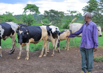 Farmers in Nakaseke partner withHeifer International to boost Livestock Productivity and Farmer Income