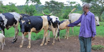 Farmers in Nakaseke partner withHeifer International to boost Livestock Productivity and Farmer Income