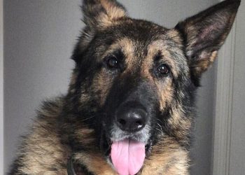 Presidential dog heist: Malawi police hunt missing dogs amid political tensions