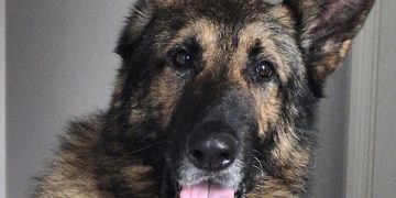 Presidential dog heist: Malawi police hunt missing dogs amid political tensions