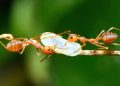 Sick ant babies send a chemical “Kill Me” signal to save their colony from destruction, Scientists discover