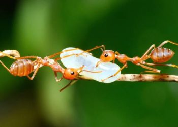 Sick ant babies send a chemical “Kill Me” signal to save their colony from destruction, Scientists discover