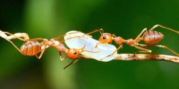 Sick ant babies send a chemical “Kill Me” signal to save their colony from destruction, Scientists discover