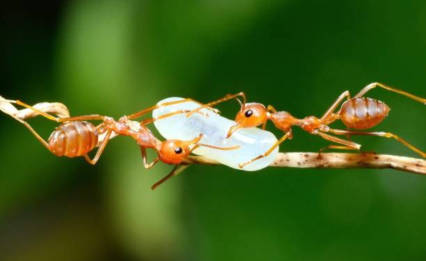 Adult ants carrying an egg. Courtesy photo