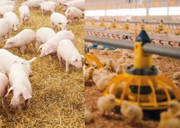 Government Seeks UGX17 Billion to Upgrade Piggery and Poultry Breeding Infrastructure