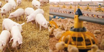 Government Seeks UGX17 Billion to Upgrade Piggery and Poultry Breeding Infrastructure
