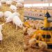 Government Seeks UGX17 Billion to Upgrade Piggery and Poultry Breeding Infrastructure