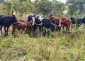 Cattle heist busted as Police recover 19 stolen cows, three arrested