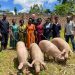 Thousands of Local Farmers in Pig Rearing and the Pork Value Chain to Benefit from Newly Launched “Finest Farms” Partnership