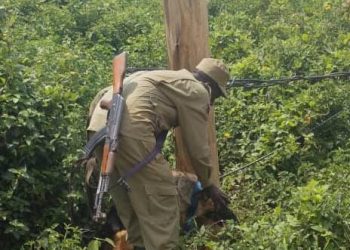 Police dog tracks electricity infrastructure vandalism suspects 300 meters away from crime scene