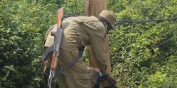 Police dog tracks electricity infrastructure vandalism suspects 300 meters away from crime scene