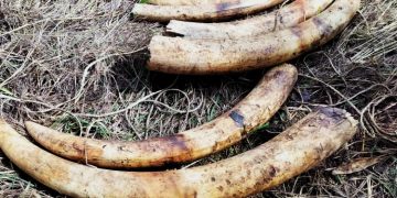 Ivory Traffickers Arrested In Nwoya