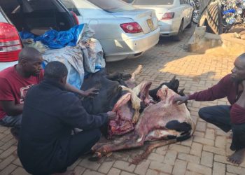 Police impounds vehicle with slaughtered animals, three arrested