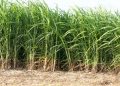Delayed Sugar Milling License Sparks Crisis for Farmers and Investors in Kagadi