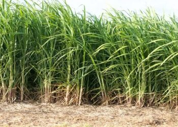 Delayed Sugar Milling License Sparks Crisis for Farmers and Investors in Kagadi