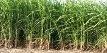 Delayed Sugar Milling License Sparks Crisis for Farmers and Investors in Kagadi