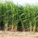 Delayed Sugar Milling License Sparks Crisis for Farmers and Investors in Kagadi
