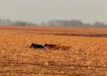 Incredible Journey: Seven Stolen Dogs Escape, Travel 17km Together to Find Their Way Home