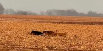 Incredible Journey: Seven Stolen Dogs Escape, Travel 17km Together to Find Their Way Home