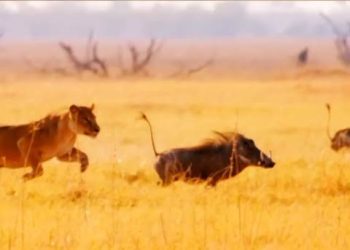 How the baby warthog used its lightening speed to survive four lions 