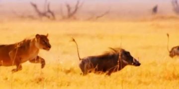 How the baby warthog used its lightening speed to survive four lions 