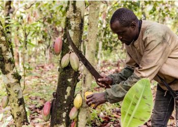 (Hello Africa) Cameroon cocoa growers eye vast China market, buoyed by Beijing’s zero-tariff policy