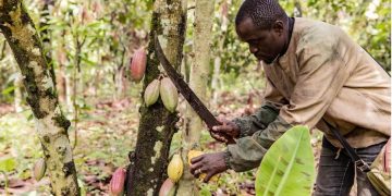(Hello Africa) Cameroon cocoa growers eye vast China market, buoyed by Beijing’s zero-tariff policy