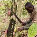 (Hello Africa) Cameroon cocoa growers eye vast China market, buoyed by Beijing’s zero-tariff policy