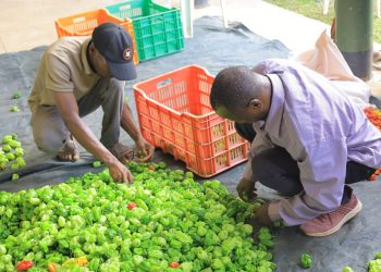 Stanbic Incubator trained farmers in joint venture to export to Europe